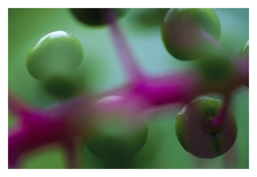 Fruit of an understory plant has an unusual coloration of green and purple, Barro Colorado Island, Panama-Paper Art-32"x22"
