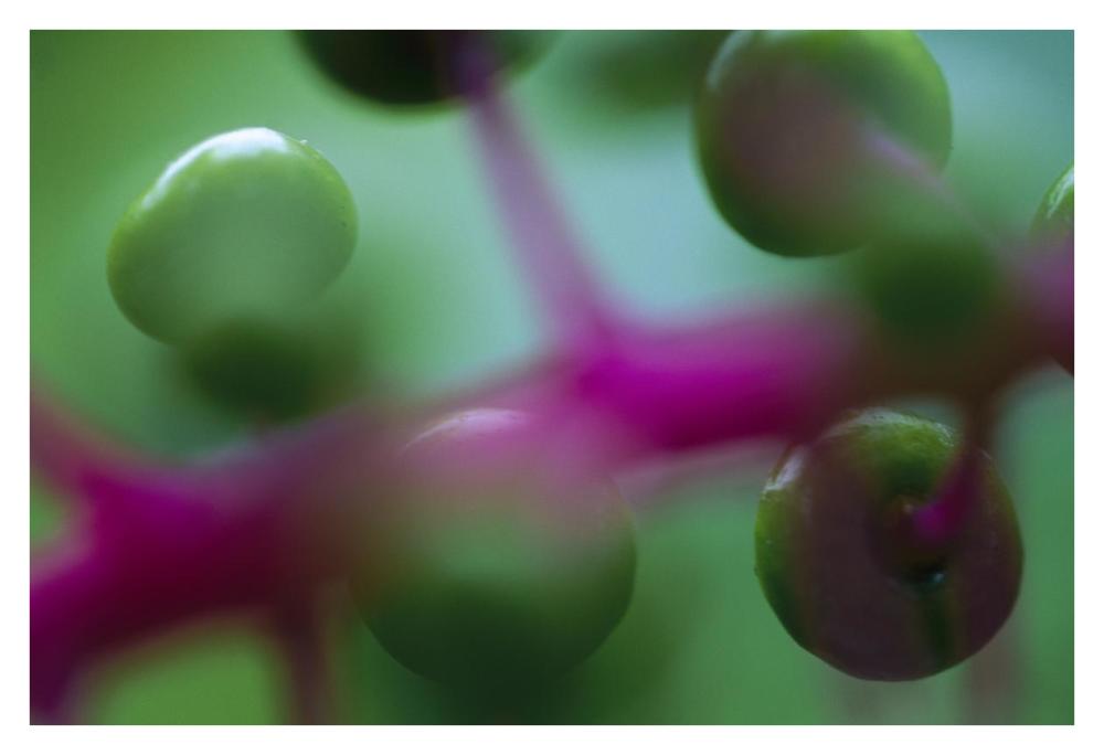 Fruit of an understory plant has an unusual coloration of green and purple, Barro Colorado Island, Panama-Paper Art-38"x26"