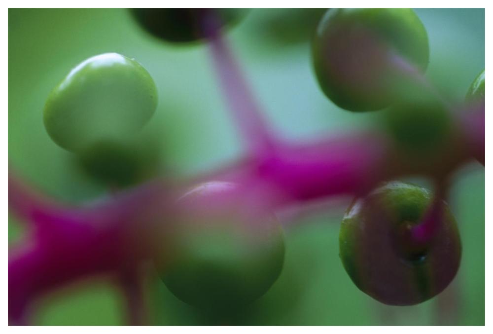 Fruit of an understory plant has an unusual coloration of green and purple, Barro Colorado Island, Panama-Paper Art-62"x42"