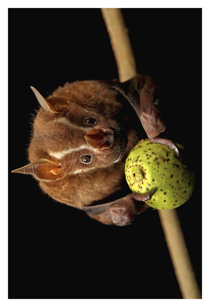 Great Fruit-eating Bat feeding on fig, Smithsonian Tropical Research Station, Barro Colorado Island, Panama-Paper Art-14"x20"