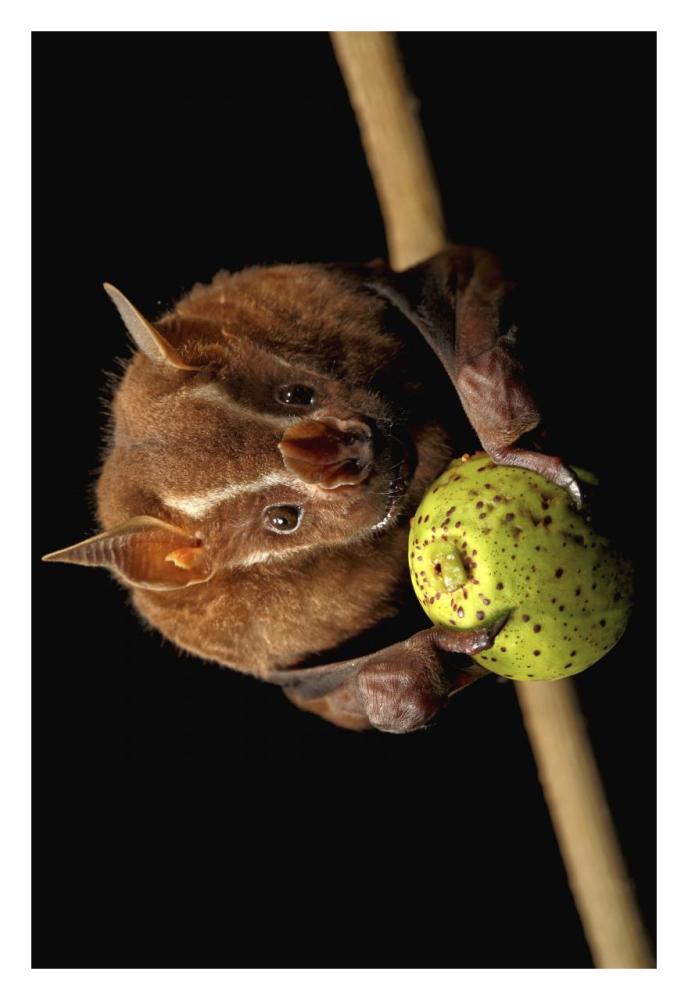 Great Fruit-eating Bat feeding on fig, Smithsonian Tropical Research Station, Barro Colorado Island, Panama-Paper Art-22"x32"