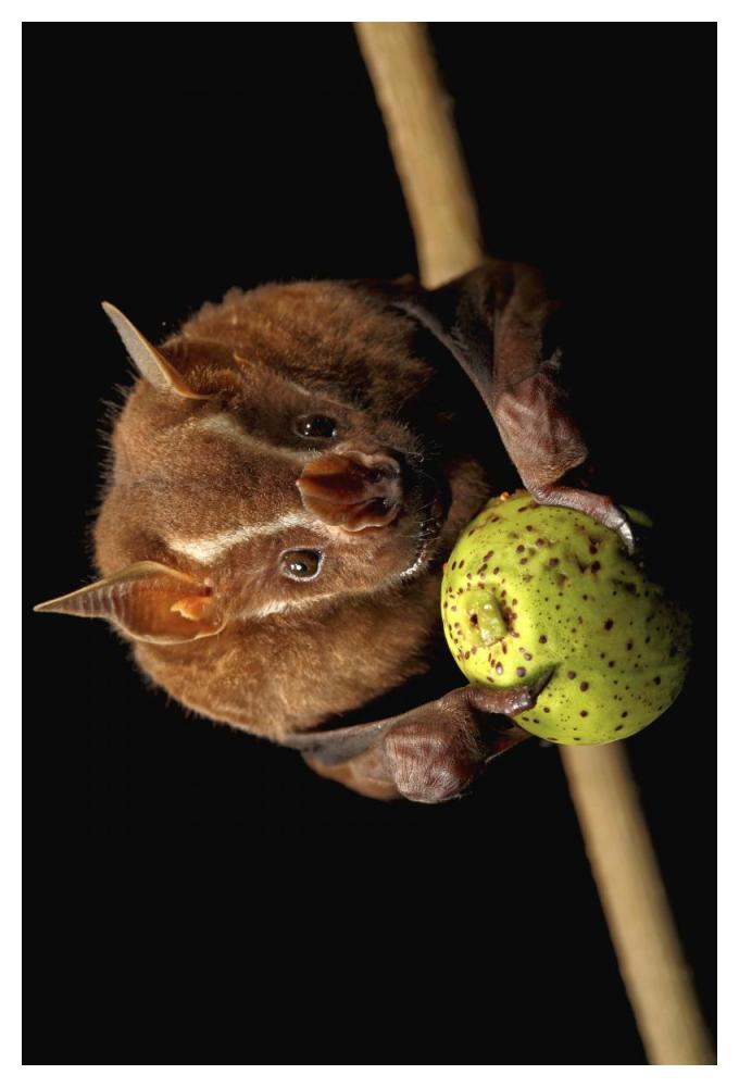 Great Fruit-eating Bat feeding on fig, Smithsonian Tropical Research Station, Barro Colorado Island, Panama-Paper Art-34"x50"
