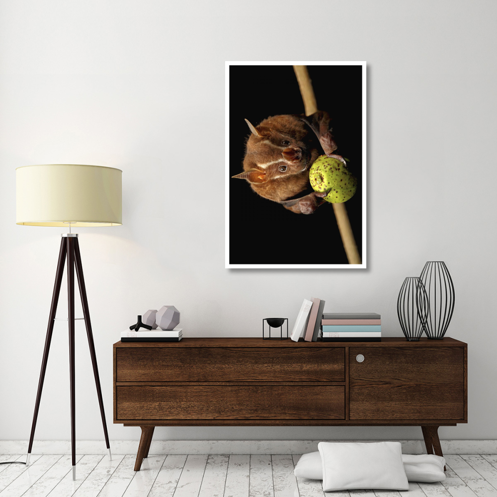 Great Fruit-eating Bat feeding on fig, Smithsonian Tropical Research Station, Barro Colorado Island, Panama-Paper Art-34&quotx50"