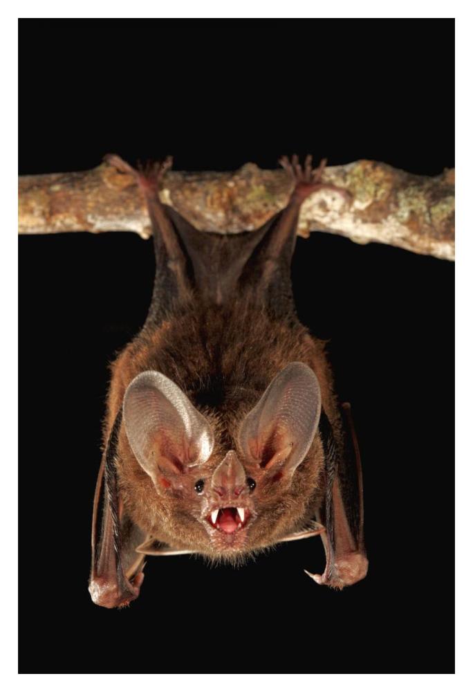 Fringe-lipped Bat roosting and calling, Smithsonian Tropical Research Station, Barro Colorado Island, Panama-Paper Art-14"x20"