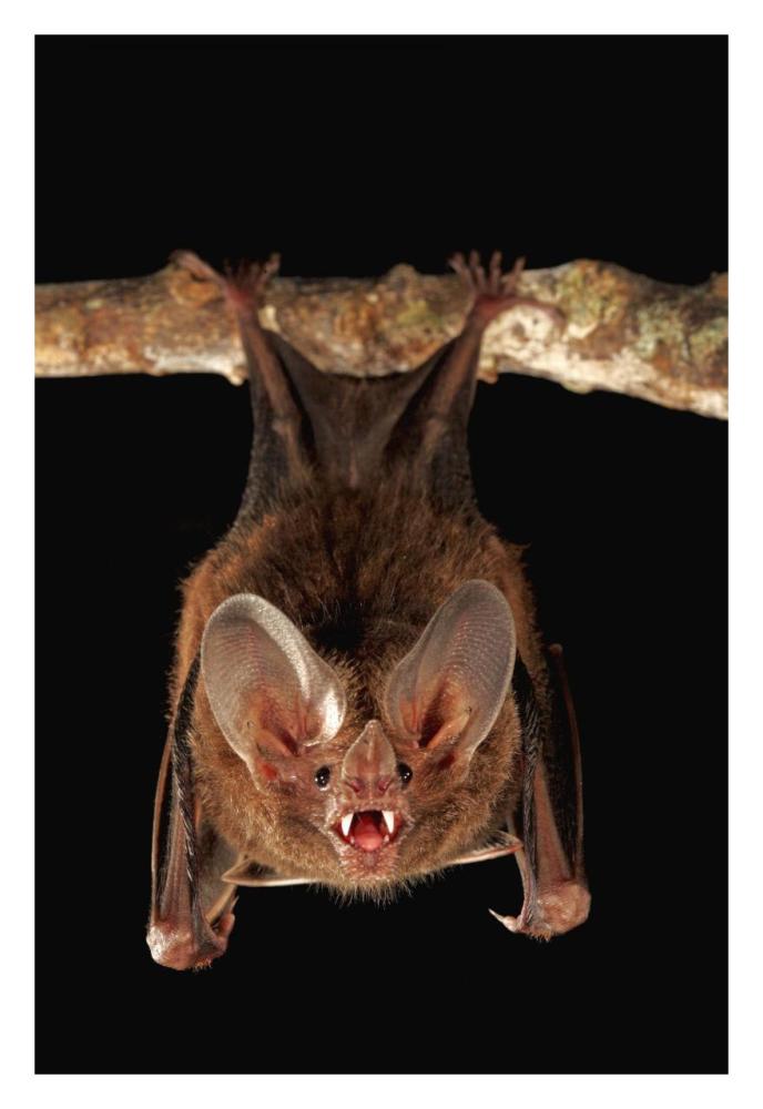 Fringe-lipped Bat roosting and calling, Smithsonian Tropical Research Station, Barro Colorado Island, Panama-Paper Art-22"x32"