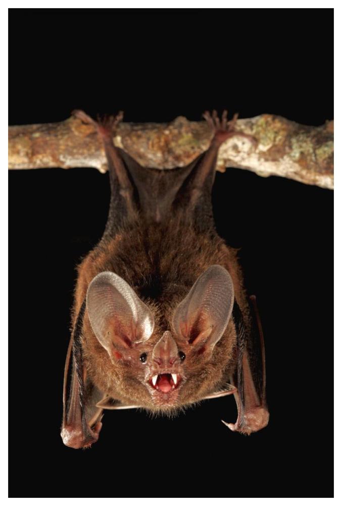 Fringe-lipped Bat roosting and calling, Smithsonian Tropical Research Station, Barro Colorado Island, Panama-Paper Art-42"x62"