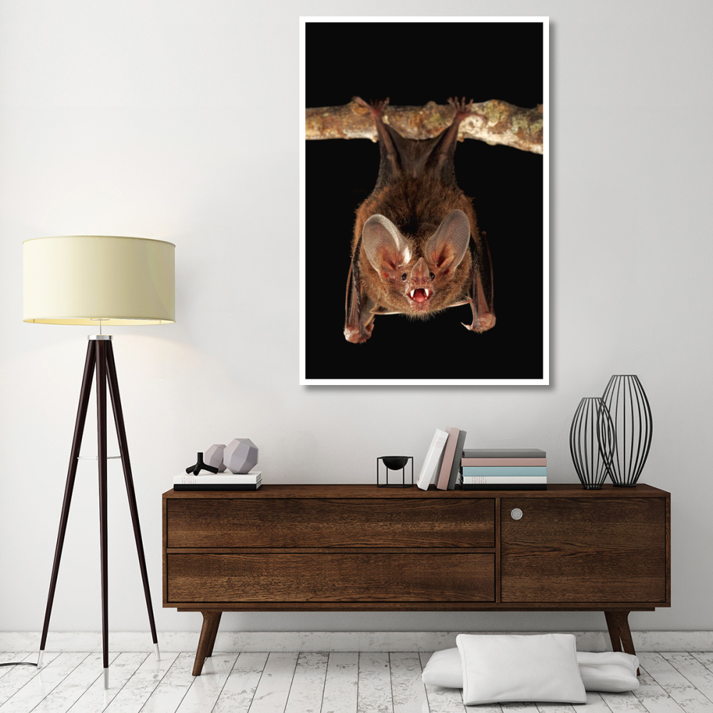 Fringe-lipped Bat roosting and calling, Smithsonian Tropical Research Station, Barro Colorado Island, Panama-Paper Art-42&quotx62"