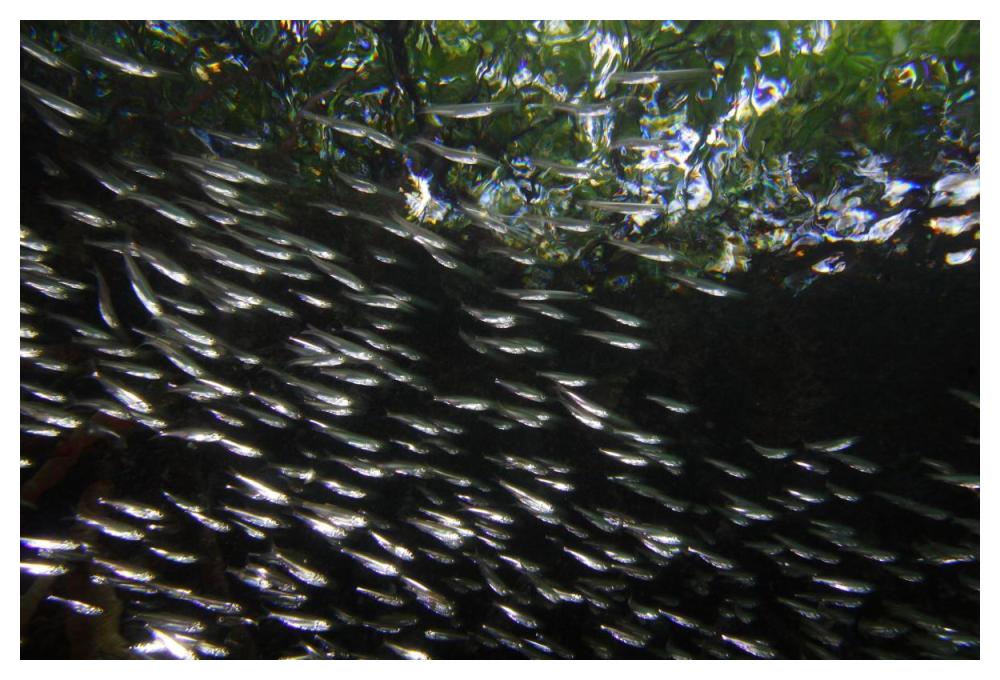 Red Mangrove aerial roots providing shelter for school of small fish, Bastimentos Marine National Park, Bocas del Toro, Panama-Paper Art-50"x34"