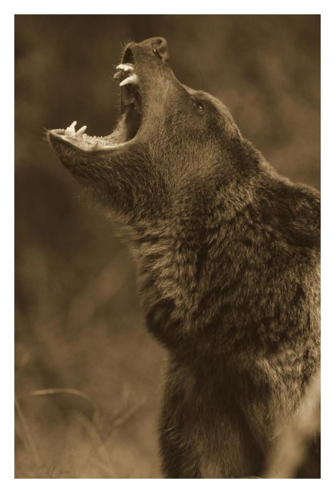 Grizzly Bear calling, North America - Sepia-Paper Art-14"x18"
