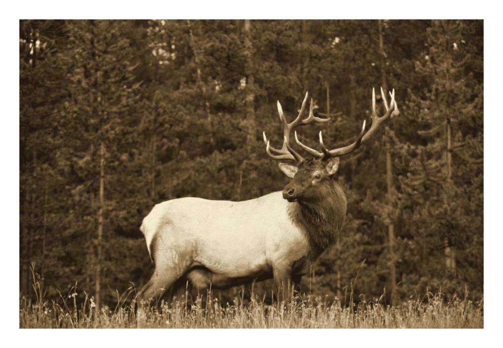 Elk or Wapiti male portrait, North America - Sepia-Paper Art-26"x20"