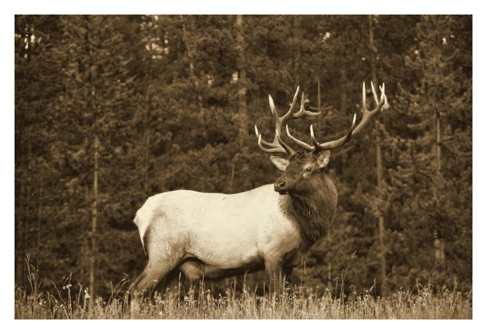Elk or Wapiti male portrait, North America - Sepia-Paper Art-34"x26"