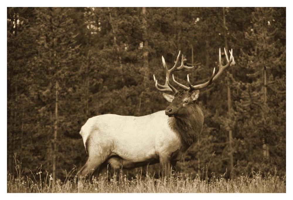 Elk or Wapiti male portrait, North America - Sepia-Paper Art-42"x32"