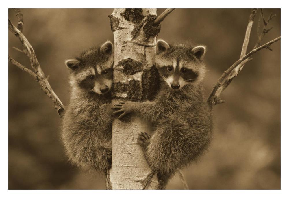 Raccoon two babies climbing tree, North America - Sepia-Paper Art-18"x14"