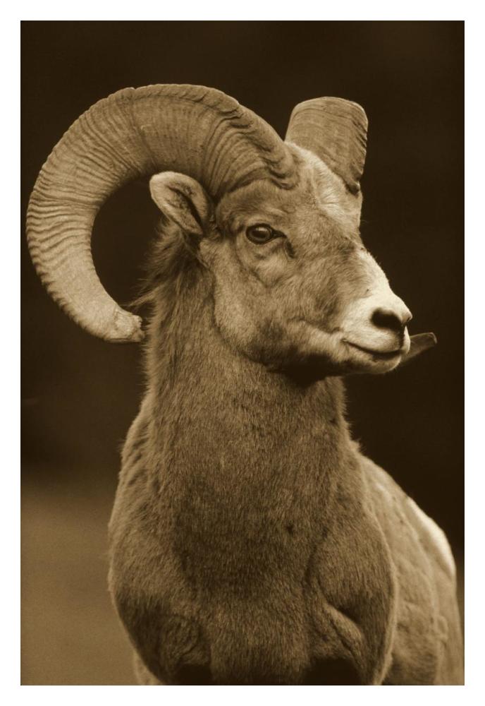 Bighorn Sheep male portrait, Banff National Park, Alberta, Canada - Sepia-Paper Art-14"x18"