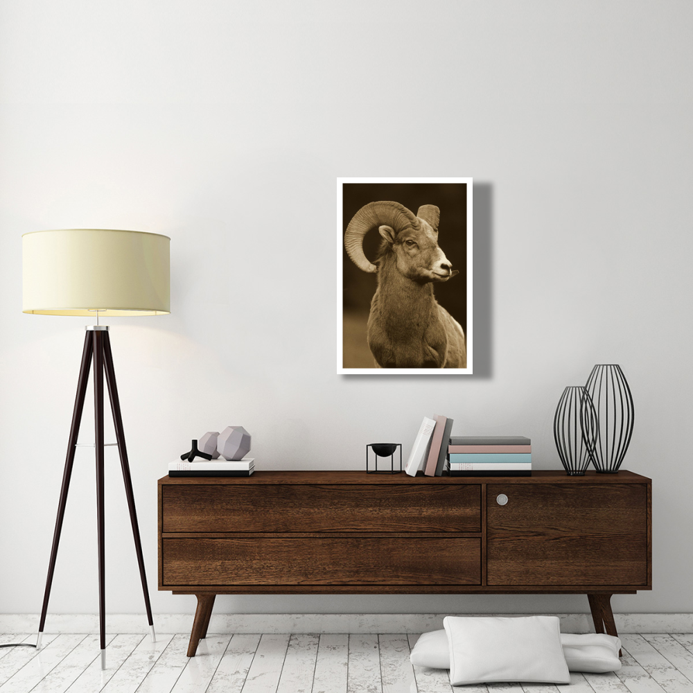 Bighorn Sheep male portrait, Banff National Park, Alberta, Canada - Sepia-Paper Art-26&quotx34"