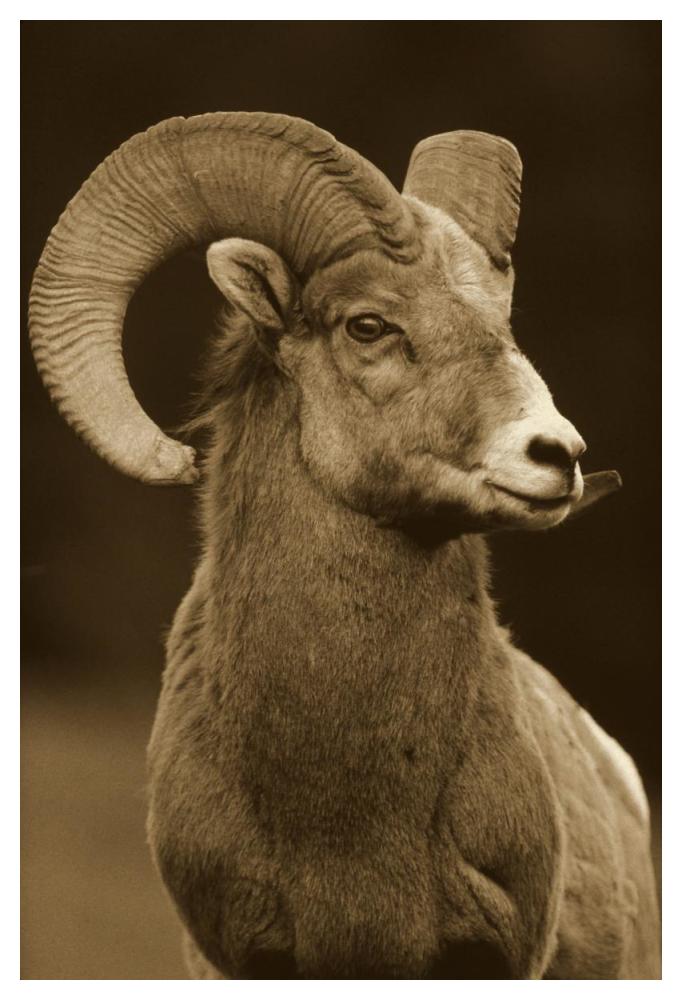 Bighorn Sheep male portrait, Banff National Park, Alberta, Canada - Sepia-Paper Art-38"x50"
