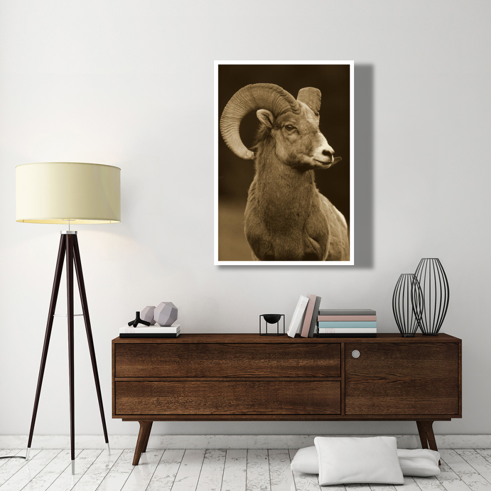 Bighorn Sheep male portrait, Banff National Park, Alberta, Canada - Sepia-Paper Art-38&quotx50"