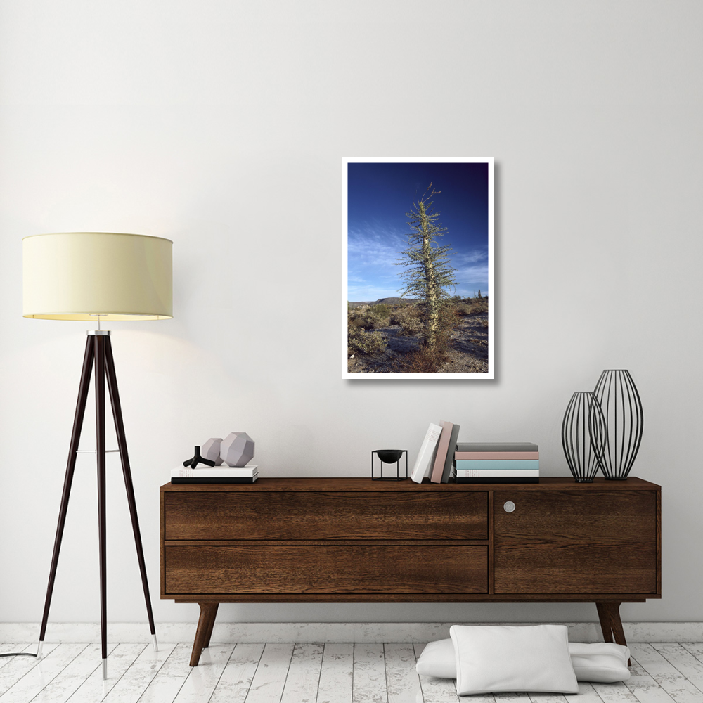 Boojum Tree with leaves, Baja California, Mexico-Paper Art-26&quotx38"