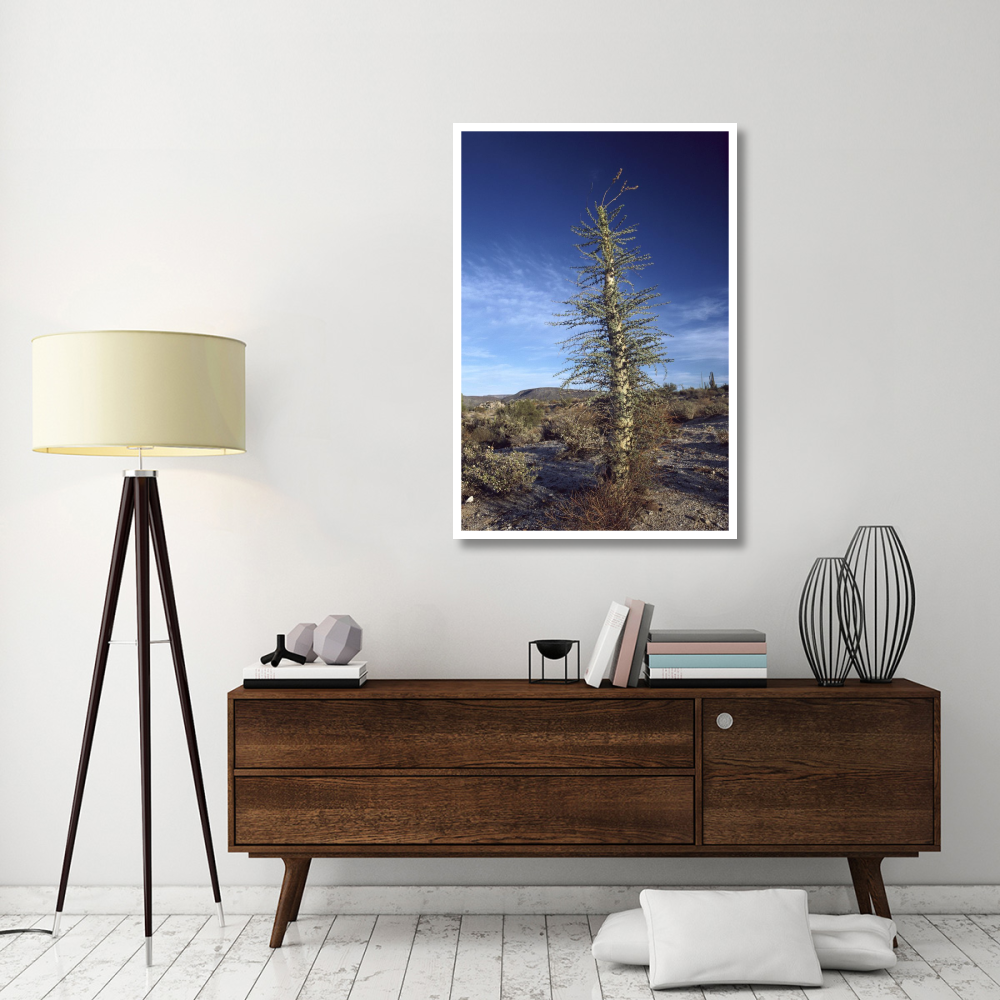 Boojum Tree with leaves, Baja California, Mexico-Paper Art-34&quotx50"