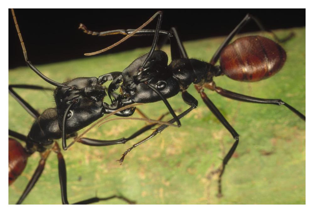 Giant Forest Ant pair fighting, 1x magnification, Borneo-Paper Art-38"x26"