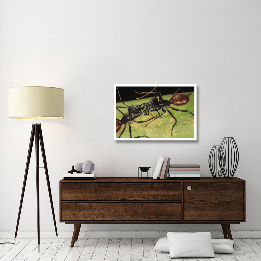 Giant Forest Ant pair fighting, 1x magnification, Borneo-Paper Art-38&quotx26"