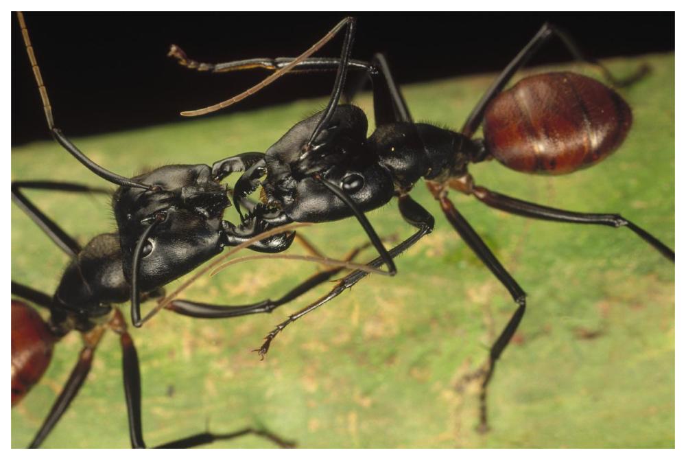 Giant Forest Ant pair fighting, 1x magnification, Borneo-Paper Art-62"x42"