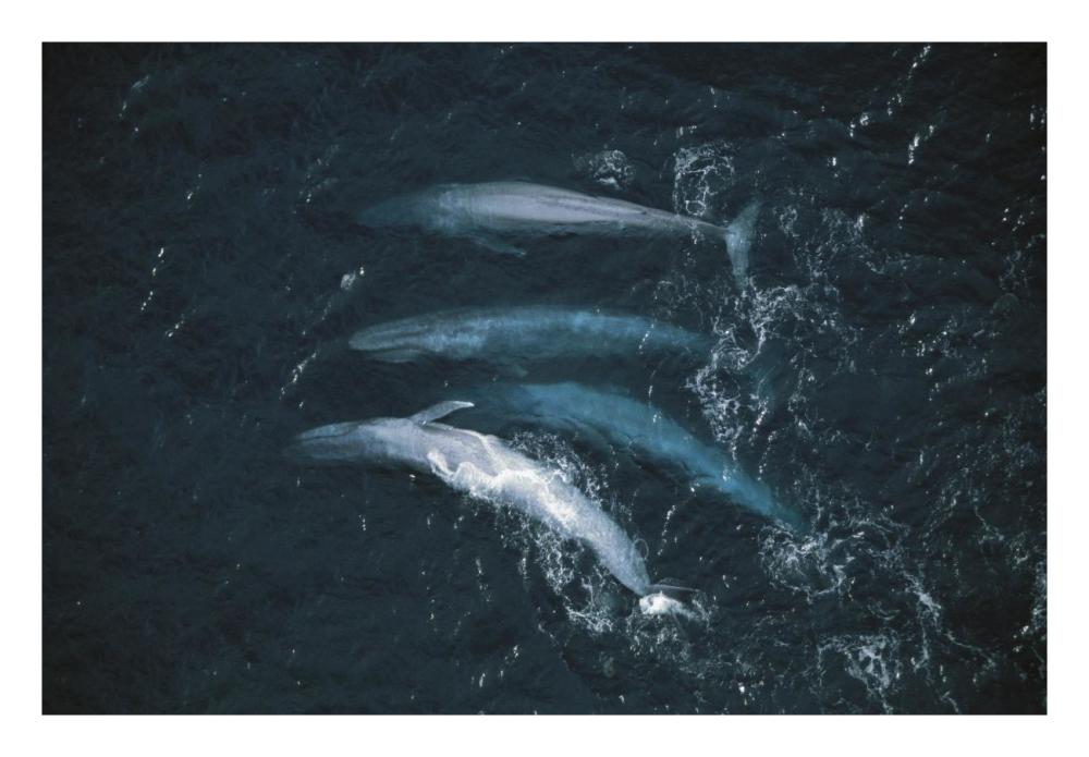 Blue Whale pod surfacing, endangered, Santa Barbara Channel, California-Paper Art-26"x18"