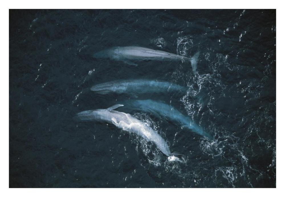Blue Whale pod surfacing, endangered, Santa Barbara Channel, California-Paper Art-32"x22"