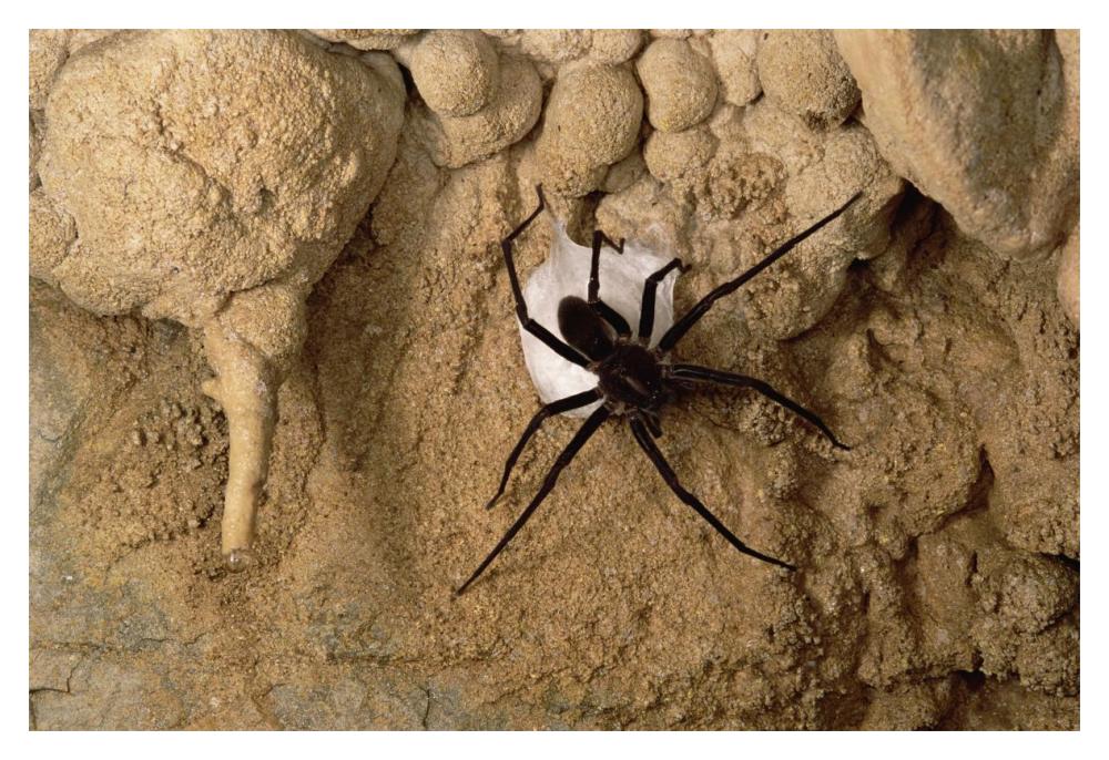 Cave Tarantula with egg sac, Mexico-Paper Art-20"x14"