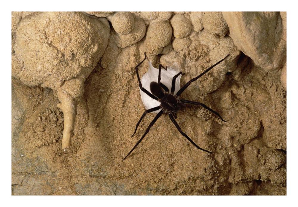 Cave Tarantula with egg sac, Mexico-Paper Art-26"x18"