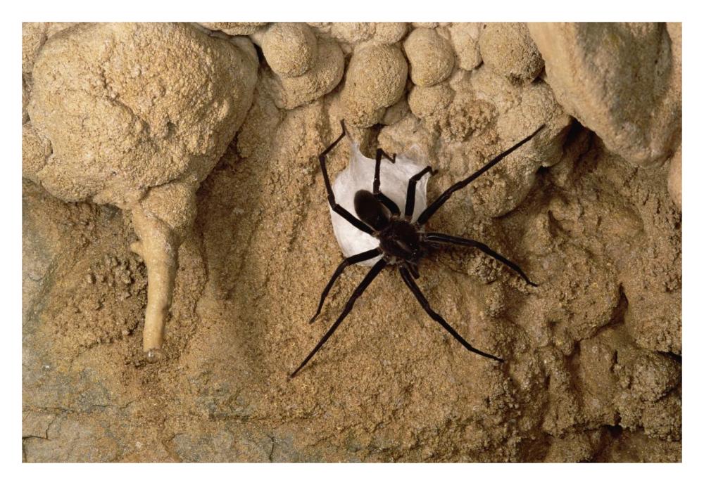 Cave Tarantula with egg sac, Mexico-Paper Art-32"x22"