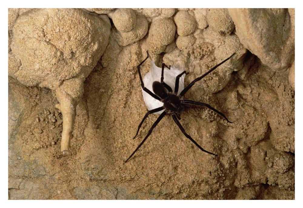 Cave Tarantula with egg sac, Mexico-Paper Art-38"x26"
