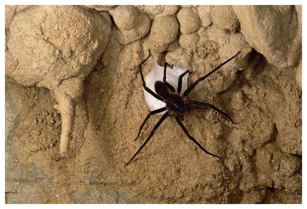 Cave Tarantula with egg sac, Mexico-Paper Art-62"x42"