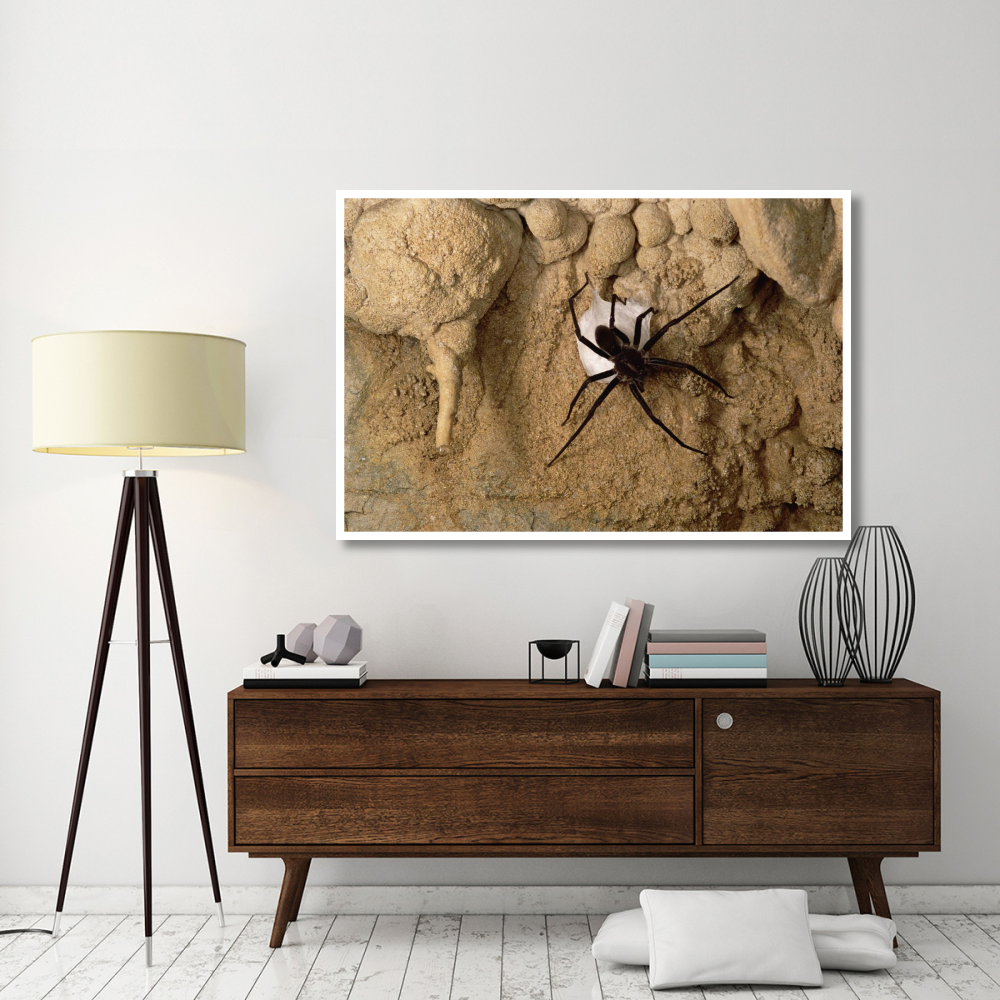 Cave Tarantula with egg sac, Mexico-Paper Art-62&quotx42"