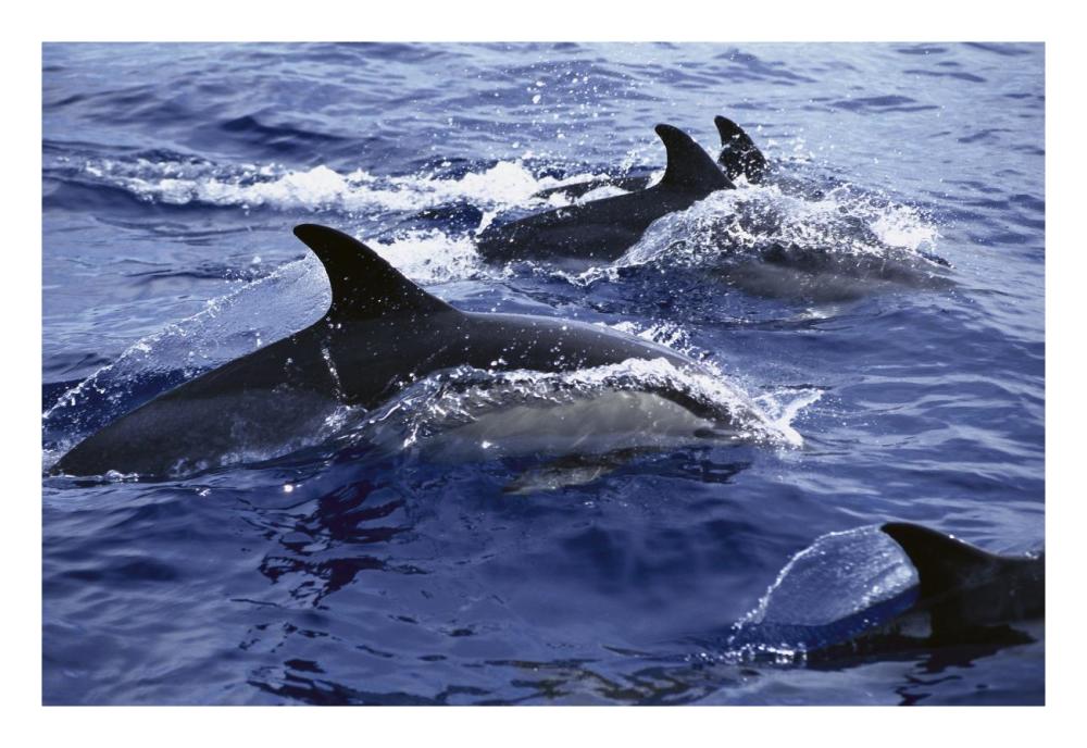 Common Dolphin pod swimming at surface-Paper Art-26"x18"