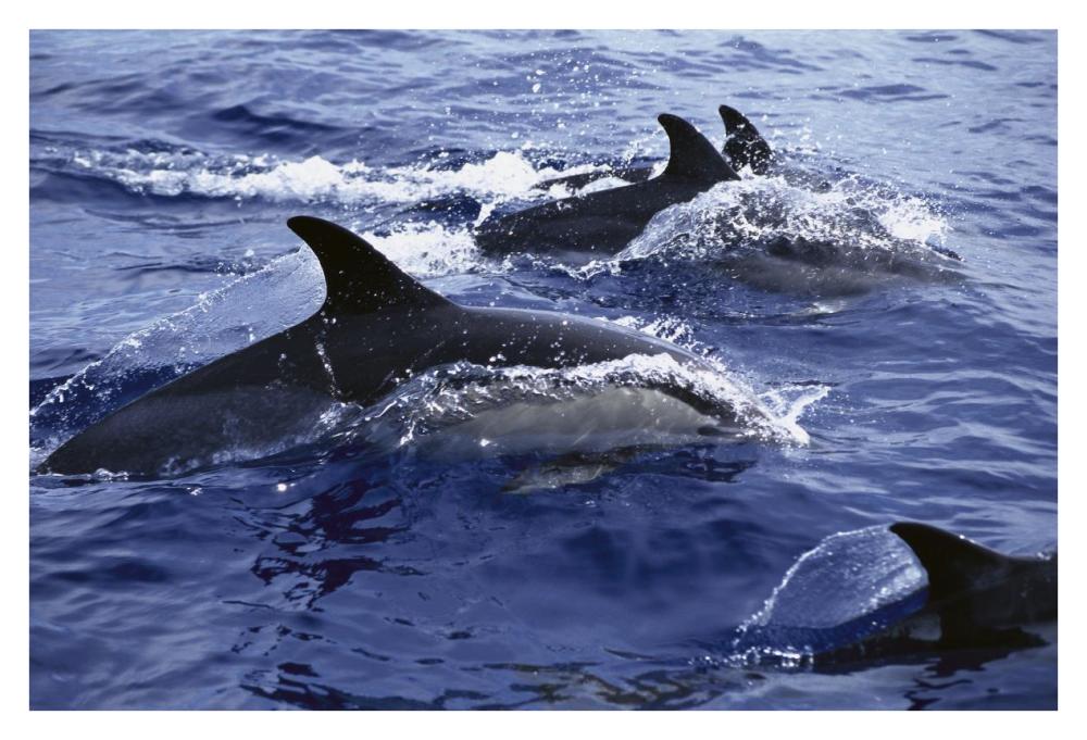 Common Dolphin pod swimming at surface-Paper Art-38"x26"