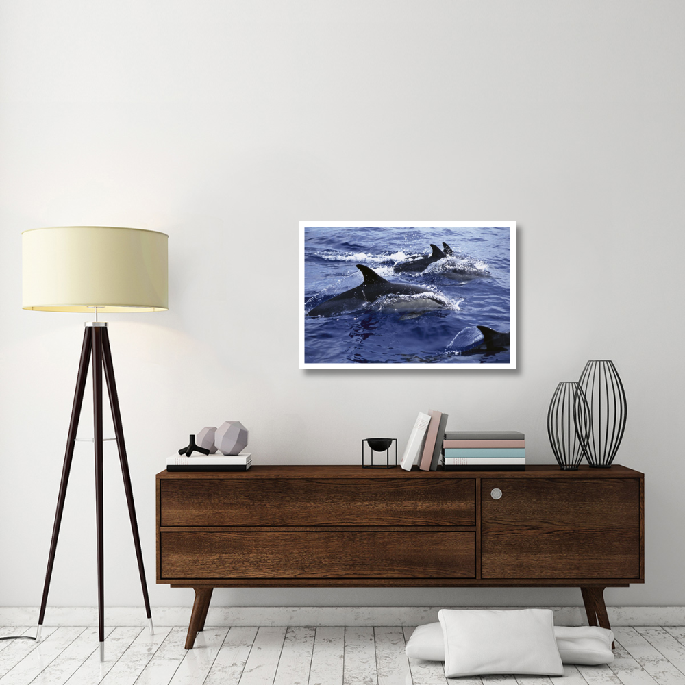 Common Dolphin pod swimming at surface-Paper Art-38&quotx26"