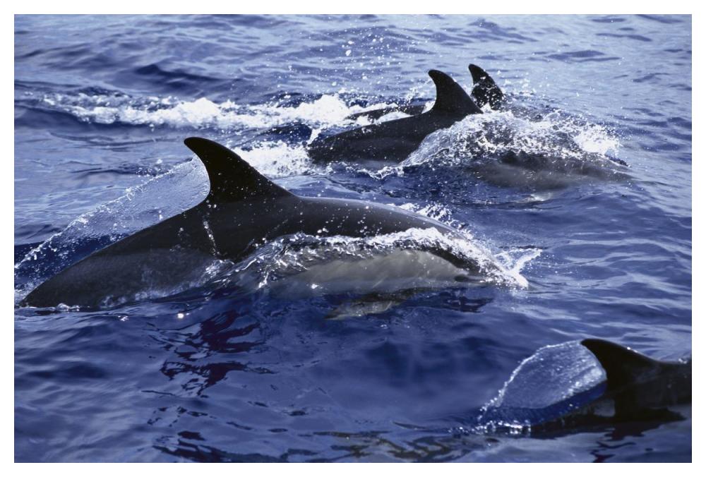 Common Dolphin pod swimming at surface-Paper Art-50"x34"