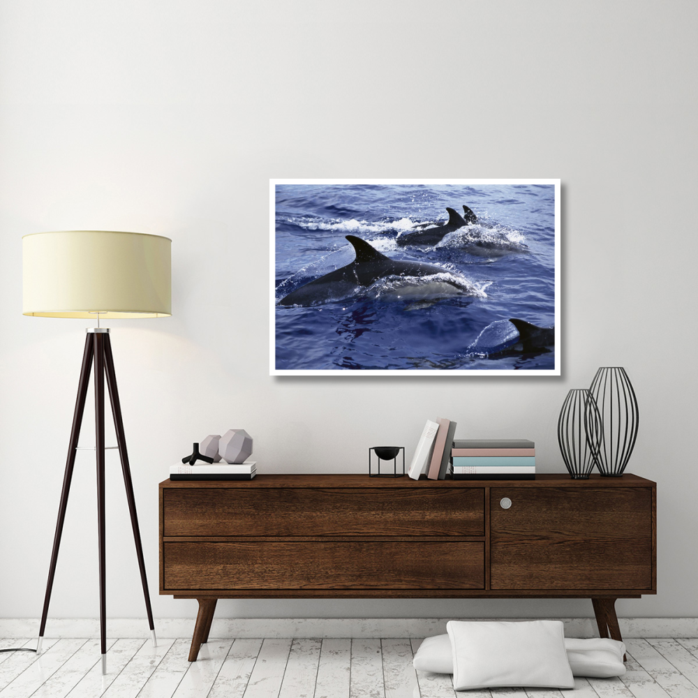Common Dolphin pod swimming at surface-Paper Art-50&quotx34"
