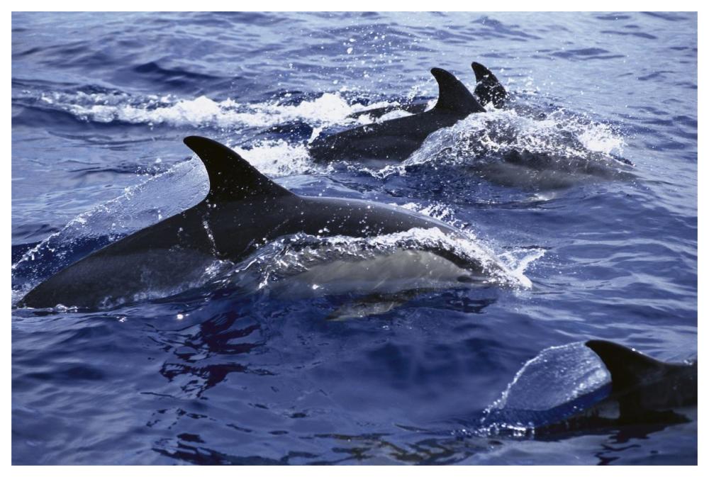 Common Dolphin pod swimming at surface-Paper Art-62"x42"