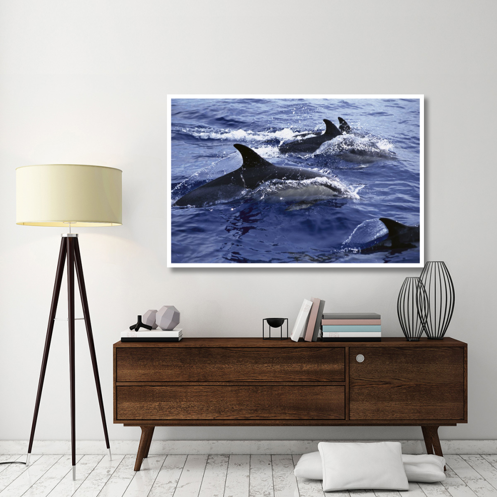 Common Dolphin pod swimming at surface-Paper Art-62&quotx42"