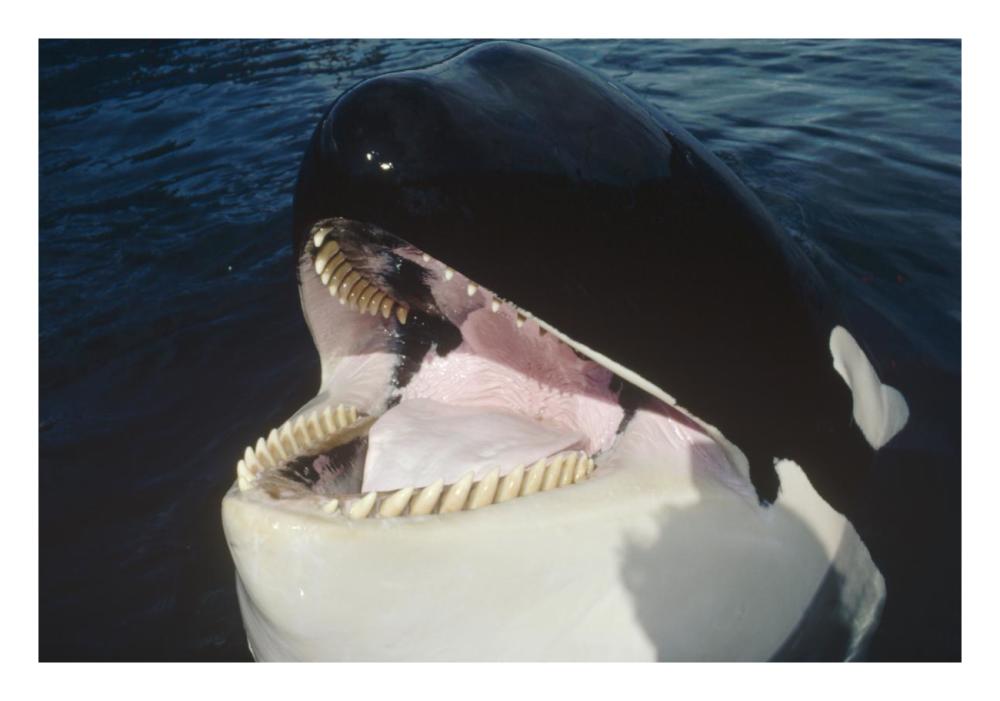 Orca portrait, North America-Paper Art-26"x18"
