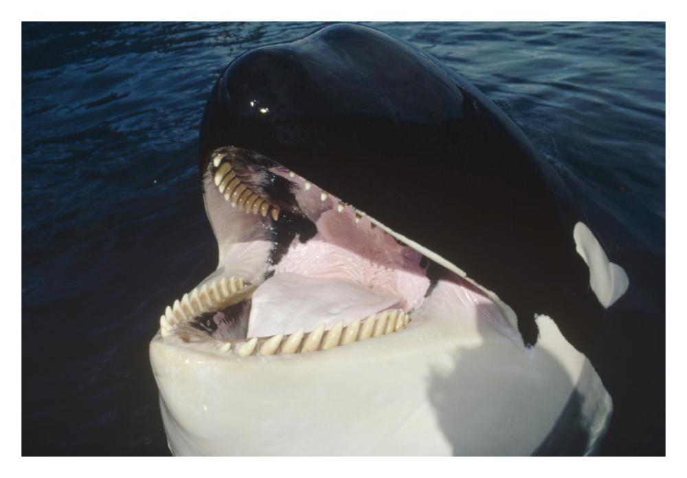 Orca portrait, North America-Paper Art-32"x22"