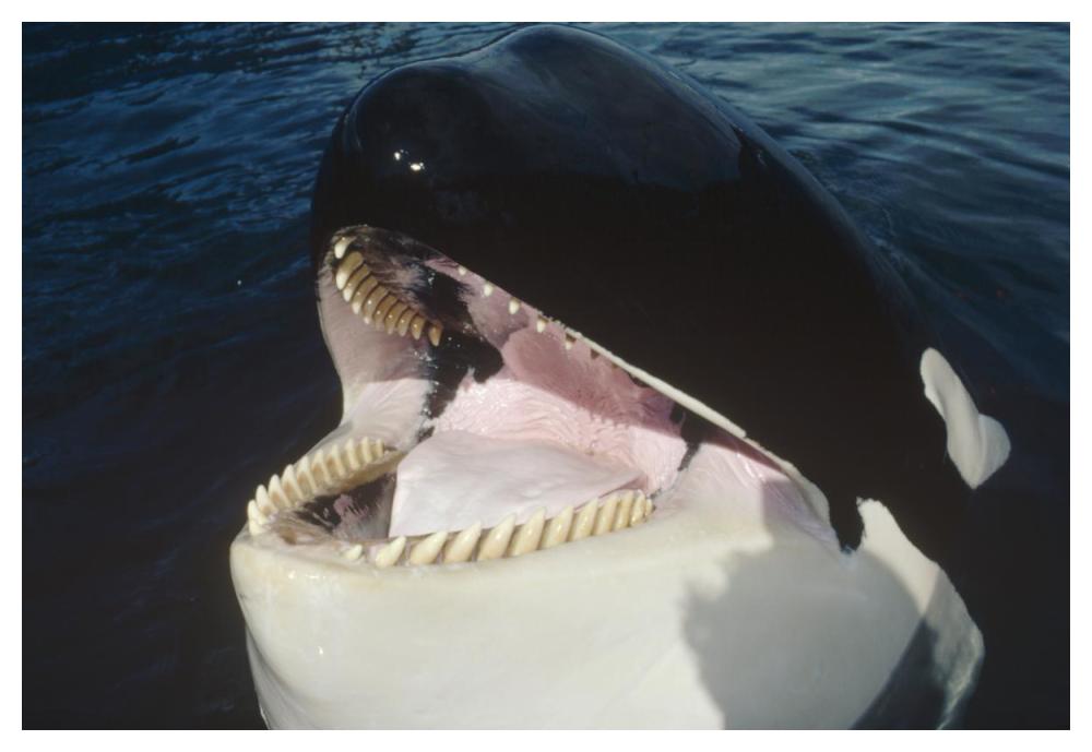 Orca portrait, North America-Paper Art-50"x34"