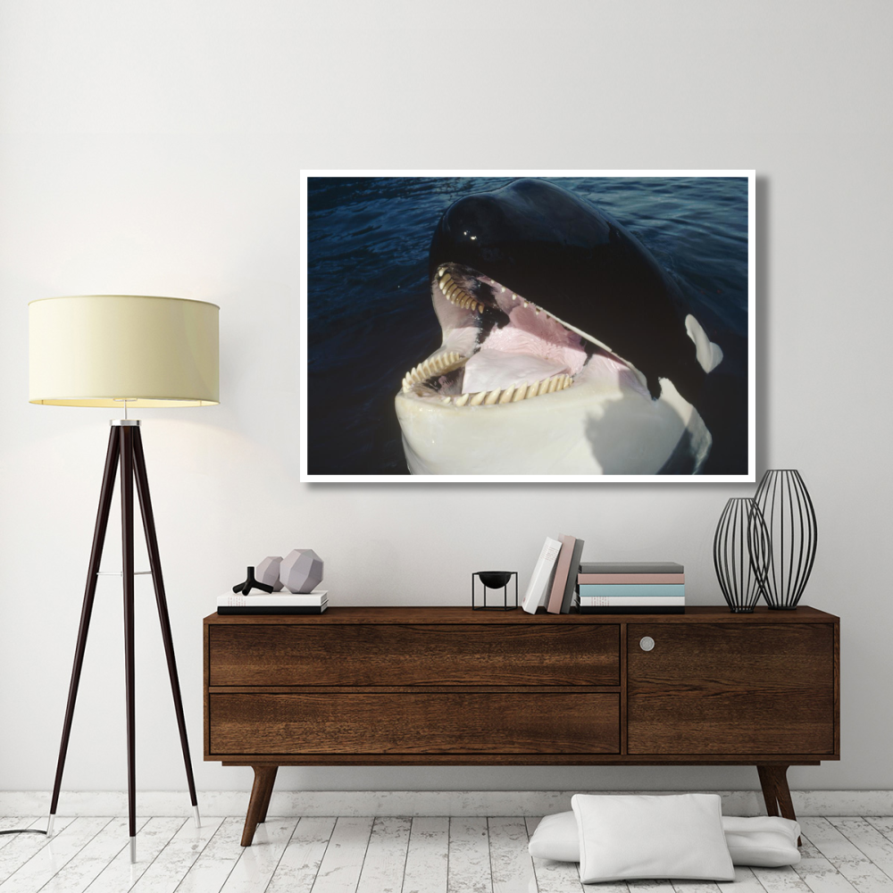 Orca portrait, North America-Paper Art-62&quotx42"