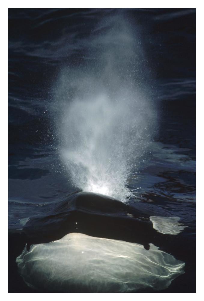 Orca surfacing, British Columbia, Canada-Paper Art-14"x20"