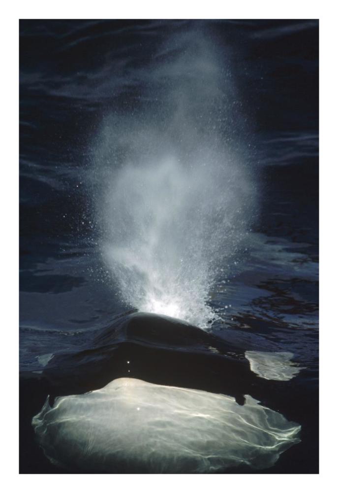 Orca surfacing, British Columbia, Canada-Paper Art-18"x26"