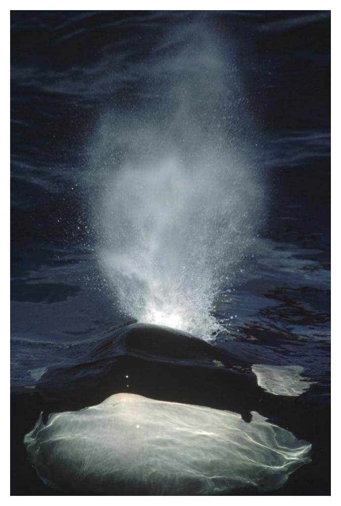 Orca surfacing, British Columbia, Canada-Paper Art-34"x50"