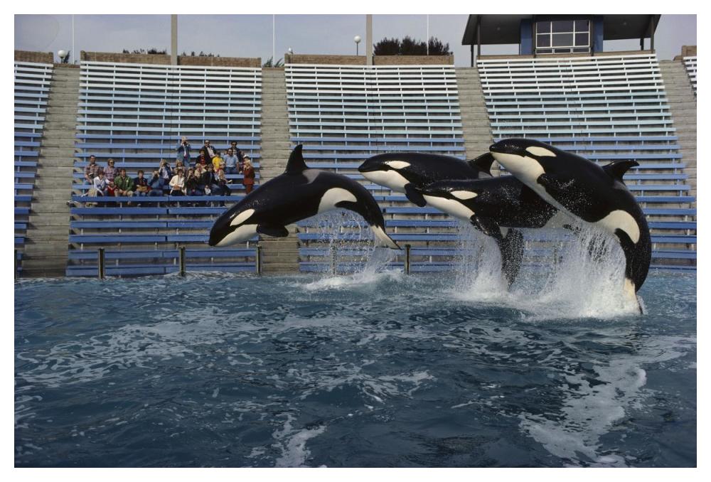 Orca trio jumping, Sea World, San Diego, California-Paper Art-50"x34"