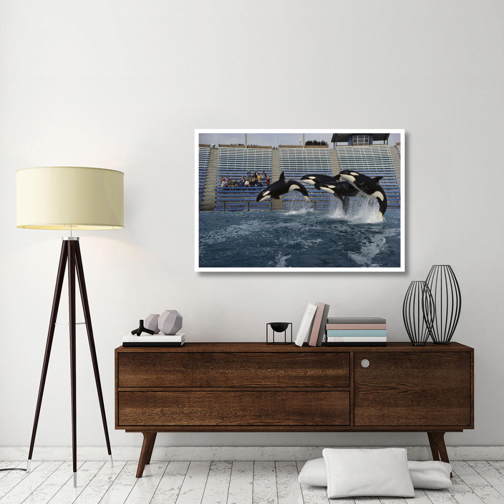 Orca trio jumping, Sea World, San Diego, California-Paper Art-50&quotx34"